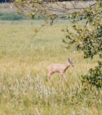 Rehkitz im Wald