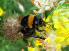 Hummel auf Nektarsuche