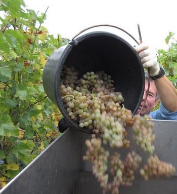 Weinlese