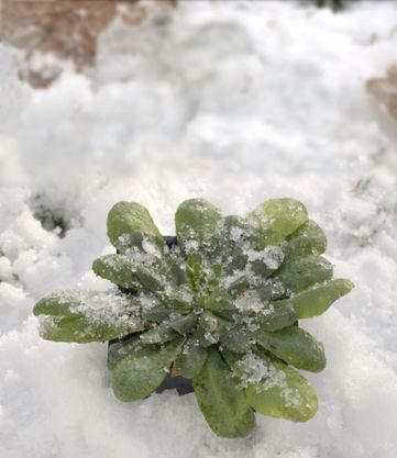 Pflanze im Schnee