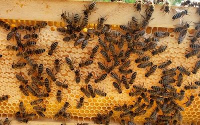 Bienen MPI-P