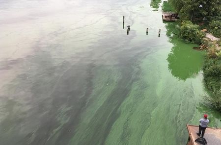 Blaualgenblüte an einem See