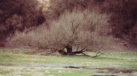 Baum an der Oder bei Lebus