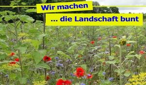 Blühstreifen für Bienen