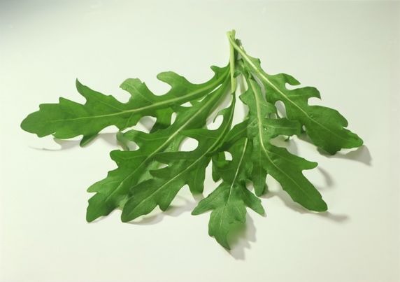 CMA Rucola