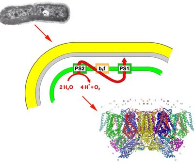 RUB Photosynthese in der inneren Membran