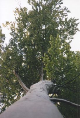 Baum von unten