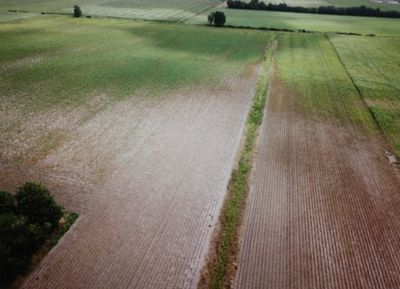 Spinnmilben auf Kartoffelfeld