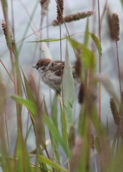 Spatz in Kolbenhirse