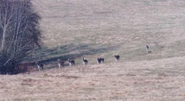 Wild auf der Lichtung