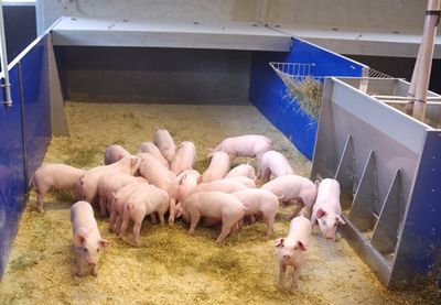 Neuer Schweinestall beim Landesbetrieb Hessen