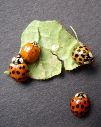 Harmonia axyridis 2006 LVLF