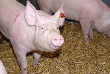 Deutsches Edelschwein