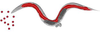 Fadenwurm mit Nanopartikeln