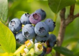 Kulturheidelbeeren
