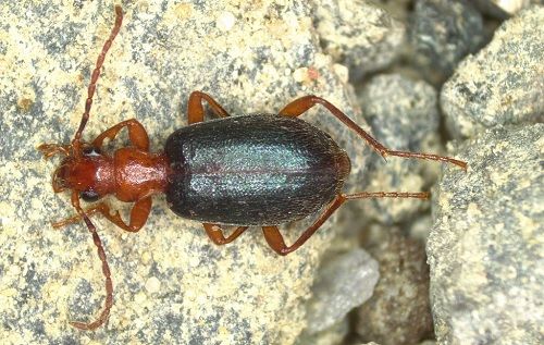 Der Laufkäfer mit dem Knall: Brachinus explodens