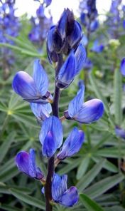 Blaue Lupine