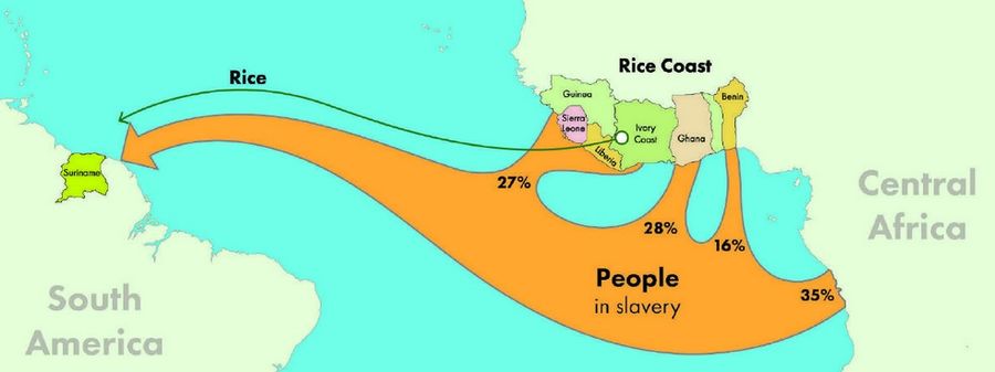 Reis und Sklaven von Westafrika nach Surinam