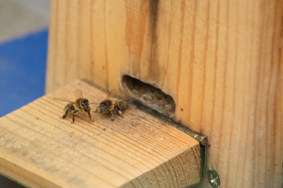 Bienen vor Flugloch