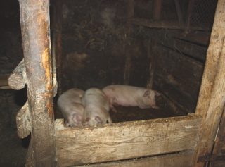 Schweine Lettland