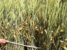 Septoria tritici - Befall in Winterweizen