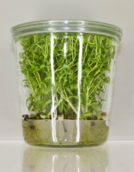 Stevia in vitro TUB